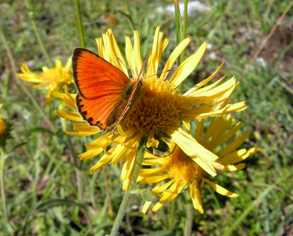 Lycaena virgaureae